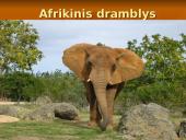 Centrinės Afrikos augalijos ir gyvūnijos įvairovė bei biologiniai ištekliai 17 puslapis