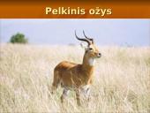 Centrinės Afrikos augalijos ir gyvūnijos įvairovė bei biologiniai ištekliai 9 puslapis