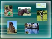 Apie Čilę  8 puslapis