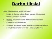 Danties kaip organo histologinė struktūra 2 puslapis