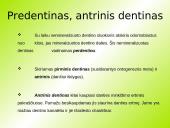 Danties kaip organo histologinė struktūra 13 puslapis