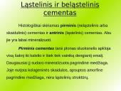 Danties kaip organo histologinė struktūra 16 puslapis