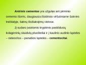 Danties kaip organo histologinė struktūra 17 puslapis