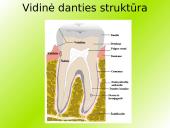 Danties kaip organo histologinė struktūra 3 puslapis