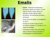 Danties kaip organo histologinė struktūra 4 puslapis