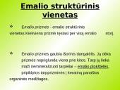 Danties kaip organo histologinė struktūra 5 puslapis