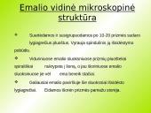 Danties kaip organo histologinė struktūra 7 puslapis