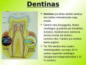 Danties kaip organo histologinė struktūra 10 puslapis