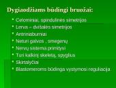 Dygiaodžių (Echinodermata) vystymasis 2 puslapis