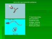 Dygiaodžių (Echinodermata) vystymasis 11 puslapis