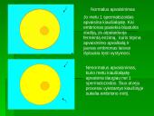Dygiaodžių (Echinodermata) vystymasis 12 puslapis