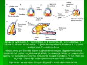 Dygiaodžių (Echinodermata) vystymasis 13 puslapis