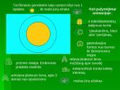 Dygiaodžių (Echinodermata) vystymasis 14 puslapis