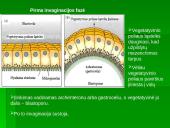 Dygiaodžių (Echinodermata) vystymasis 15 puslapis