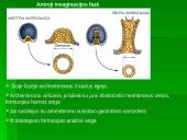 Dygiaodžių (Echinodermata) vystymasis 16 puslapis