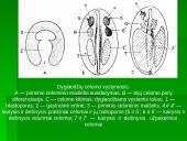 Dygiaodžių (Echinodermata) vystymasis 17 puslapis