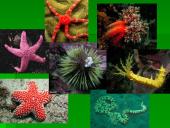 Dygiaodžių (Echinodermata) vystymasis 20 puslapis