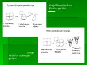 Dygiaodžių (Echinodermata) vystymasis 3 puslapis