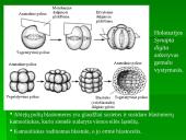 Dygiaodžių (Echinodermata) vystymasis 5 puslapis
