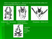 Dygiaodžių (Echinodermata) vystymasis 6 puslapis