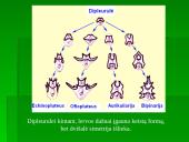 Dygiaodžių (Echinodermata) vystymasis 7 puslapis