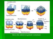 Dygiaodžių (Echinodermata) vystymasis 9 puslapis