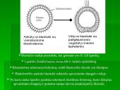 Dygiaodžių (Echinodermata) vystymasis 10 puslapis