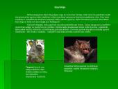 Drėgnųjų atogrąžų miškų augalija bei gyvūnija 11 puslapis