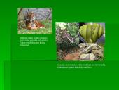 Drėgnųjų atogrąžų miškų augalija bei gyvūnija 12 puslapis