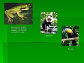 Drėgnųjų atogrąžų miškų augalija bei gyvūnija 13 puslapis