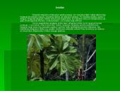 Drėgnųjų atogrąžų miškų augalija bei gyvūnija 3 puslapis