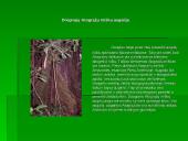 Drėgnųjų atogrąžų miškų augalija bei gyvūnija 6 puslapis