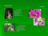 Drėgnųjų atogrąžų miškų augalija bei gyvūnija 7 puslapis