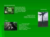 Drėgnųjų atogrąžų miškų augalija bei gyvūnija 8 puslapis