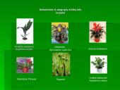 Drėgnųjų atogrąžų miškų augalija bei gyvūnija 9 puslapis