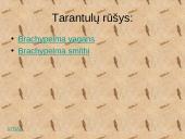 Egzotiniai gyvūnai: tarantulai 2 puslapis