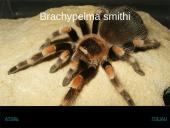 Egzotiniai gyvūnai: tarantulai 11 puslapis