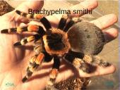 Egzotiniai gyvūnai: tarantulai 12 puslapis