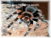 Egzotiniai gyvūnai: tarantulai 13 puslapis