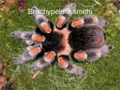 Egzotiniai gyvūnai: tarantulai 15 puslapis
