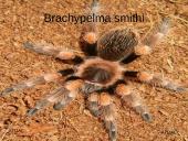 Egzotiniai gyvūnai: tarantulai 16 puslapis