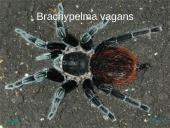 Egzotiniai gyvūnai: tarantulai 4 puslapis