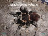 Egzotiniai gyvūnai: tarantulai 5 puslapis