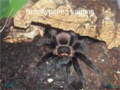 Egzotiniai gyvūnai: tarantulai 6 puslapis