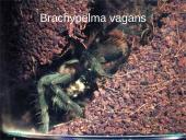 Egzotiniai gyvūnai: tarantulai 7 puslapis