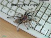 Egzotiniai gyvūnai: tarantulai 8 puslapis