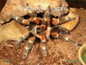 Egzotiniai gyvūnai: tarantulai 9 puslapis