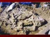 Evoliucija ir jos įrodymai 14 puslapis