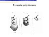Fermentai, fermentinės reakcijos 16 puslapis