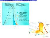 Fermentai, fermentinės reakcijos 18 puslapis